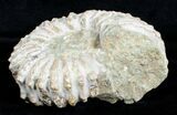 Bumpy / Inch Douvilleiceras Ammonite #3648-2